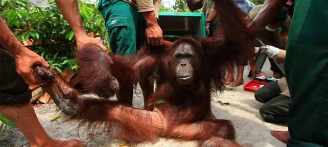 Menjenguk Yatim Piatu Orangutan di Palangkaraya