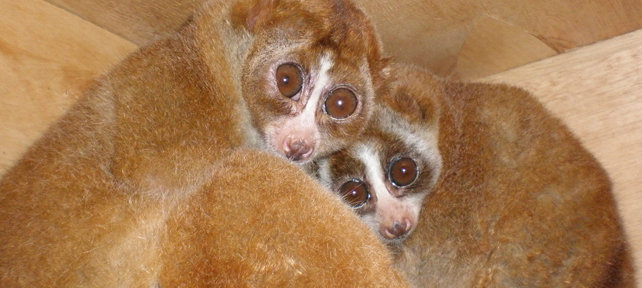 Slow Loris (Nycticebus coucang)