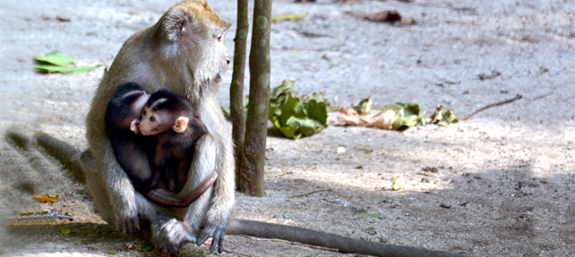 Bayi kembar Macaca fascicularis